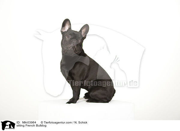 sitzende Franzsische Bulldogge / sitting French Bulldog / NN-03964