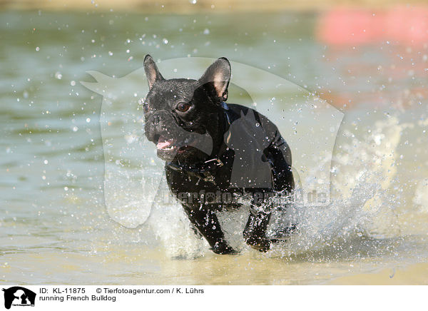 rennende Franzsische Bulldogge / running French Bulldog / KL-11875