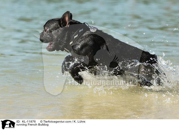 rennende Franzsische Bulldogge / running French Bulldog / KL-11876
