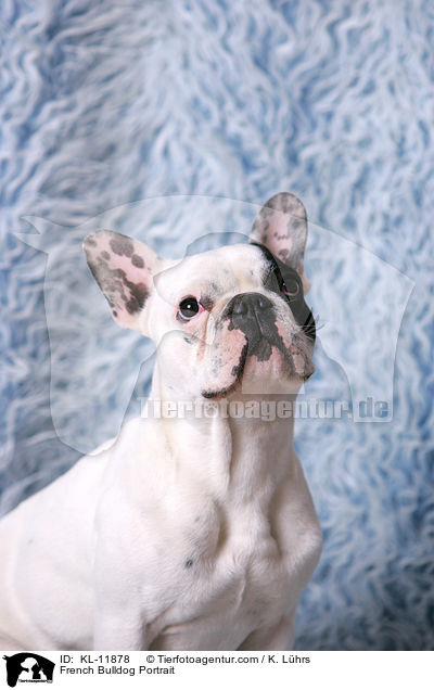 Franzsische Bulldogge Portrait / French Bulldog Portrait / KL-11878