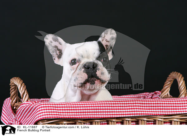 Franzsische Bulldogge Portrait / French Bulldog Portrait / KL-11887