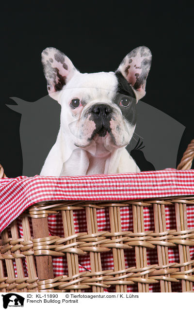 Franzsische Bulldogge Portrait / French Bulldog Portrait / KL-11890