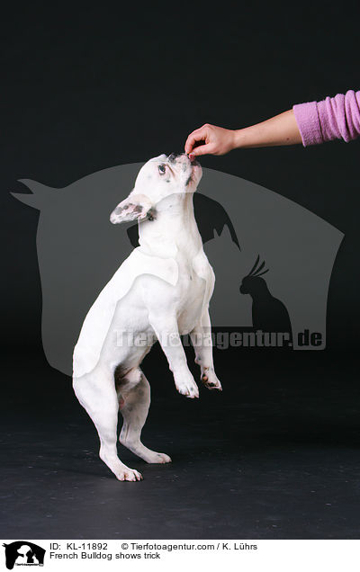 Franzsische Bulldogger zeigt Trick / French Bulldog shows trick / KL-11892