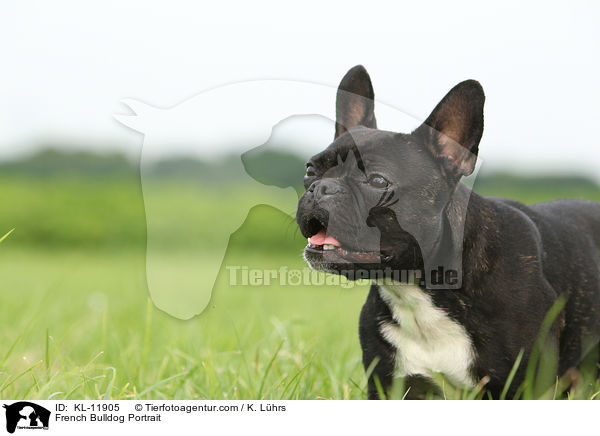 Franzsische Bulldogge Portrait / French Bulldog Portrait / KL-11905