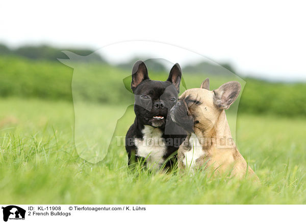 2 Franzsische Bulldoggen / 2 French Bulldogs / KL-11908