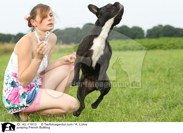 springende Franzsische Bulldogge / jumping French Bulldog / KL-11913