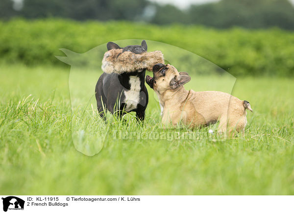 2 Franzsische Bulldoggen / 2 French Bulldogs / KL-11915