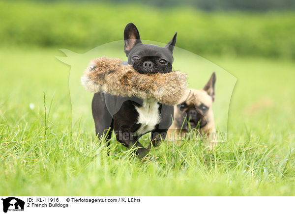 2 Franzsische Bulldoggen / 2 French Bulldogs / KL-11916