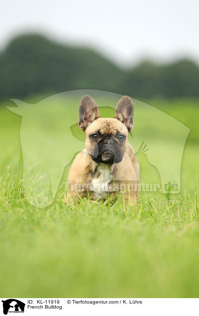 Franzsische Bulldogge / French Bulldog / KL-11919