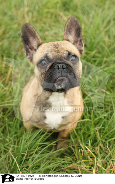 sitzende Franzsische Bulldogge / sitting French Bulldog / KL-11926