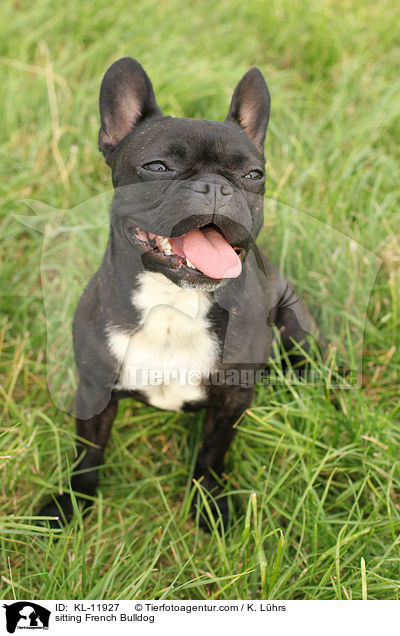 sitzende Franzsische Bulldogge / sitting French Bulldog / KL-11927