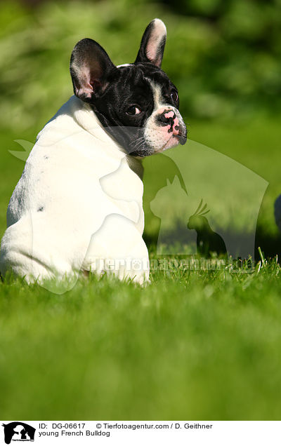 junge Franzsische Bulldogge / young French Bulldog / DG-06617