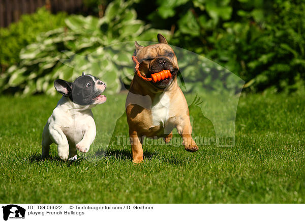 spielende Franzsische Bulldoggen / playing French Bulldogs / DG-06622