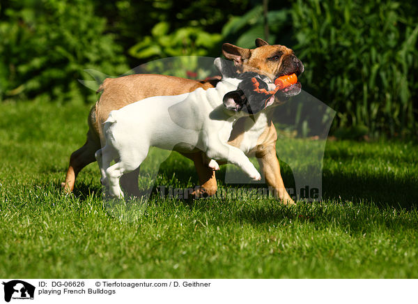 playing French Bulldogs / DG-06626