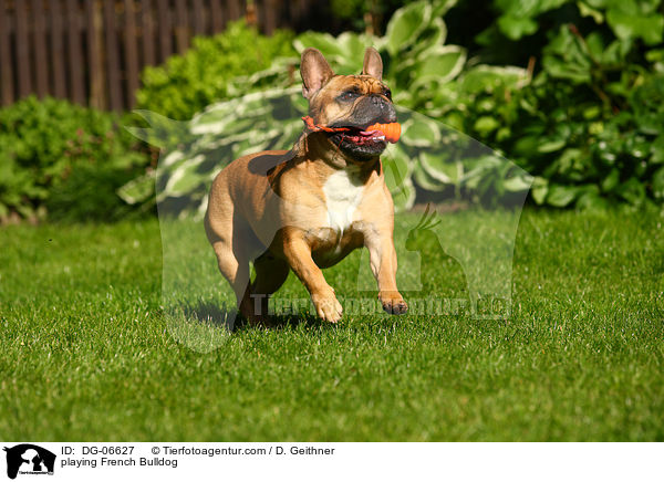 spielende Franzsische Bulldogge / playing French Bulldog / DG-06627