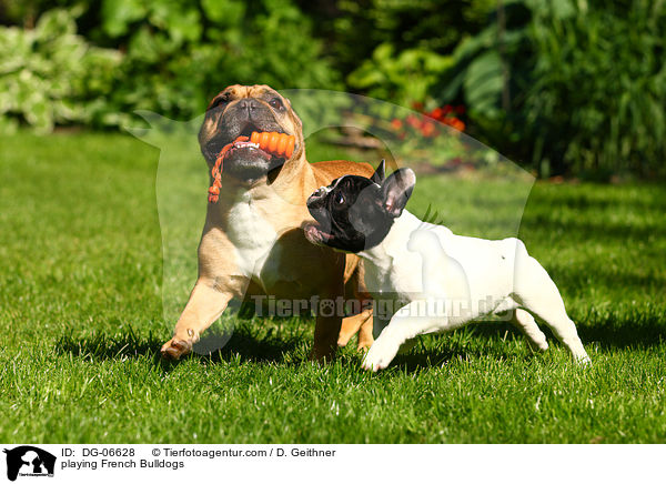 spielende Franzsische Bulldoggen / playing French Bulldogs / DG-06628