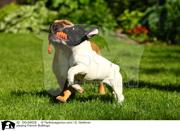 spielende Franzsische Bulldoggen / playing French Bulldogs / DG-06629