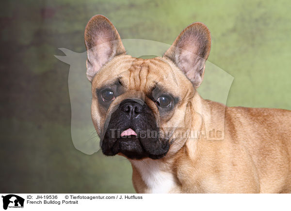 Franzsische Bulldogge Portrait / French Bulldog Portrait / JH-19536