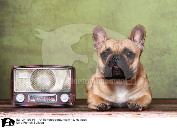 liegende Franzsische Bulldogge / lying French Bulldog / JH-19549