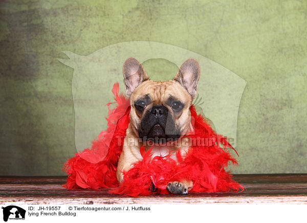 liegende Franzsische Bulldogge / lying French Bulldog / JH-19557