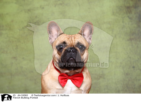 Franzsische Bulldogge Portrait / French Bulldog Portrait / JH-19560