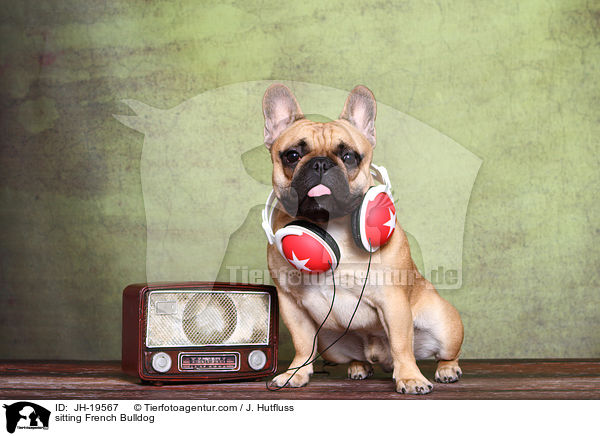 sitzende Franzsische Bulldogge / sitting French Bulldog / JH-19567
