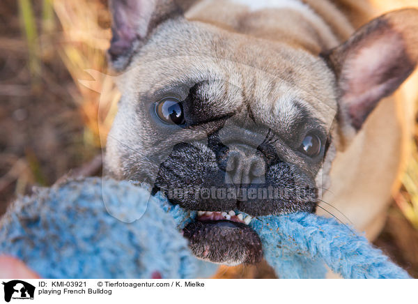 spielende Franzsische Bulldogge / playing French Bulldog / KMI-03921
