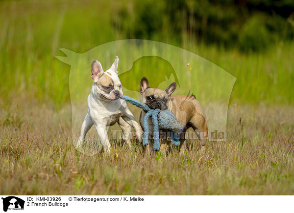 2 Franzsische Bulldoggen / 2 French Bulldogs / KMI-03926
