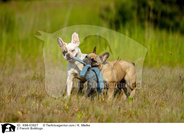 2 Franzsische Bulldoggen / 2 French Bulldogs / KMI-03927