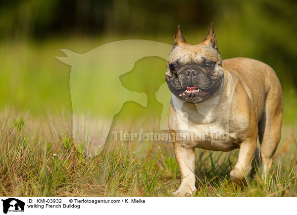 laufende Franzsische Bulldogge / walking French Bulldog / KMI-03932