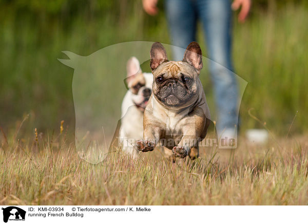 rennende Franzsische Bulldogge / running French Bulldog / KMI-03934