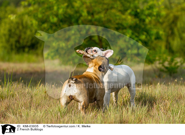 2 Franzsische Bulldoggen / 2 French Bulldogs / KMI-03935