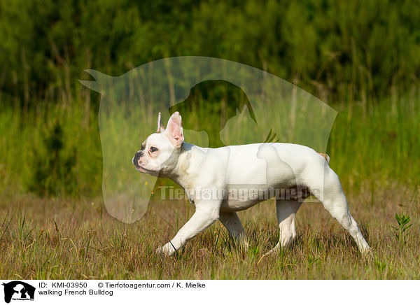 laufende Franzsische Bulldogge / walking French Bulldog / KMI-03950