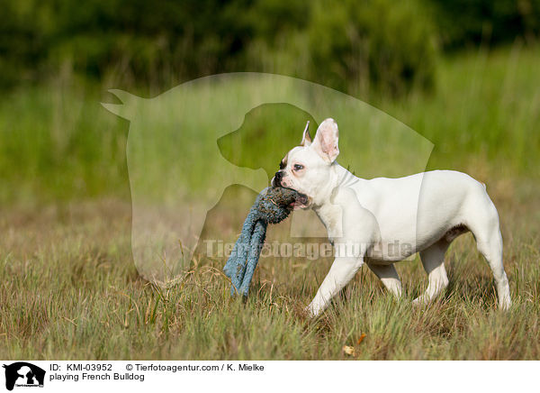 spielende Franzsische Bulldogge / playing French Bulldog / KMI-03952