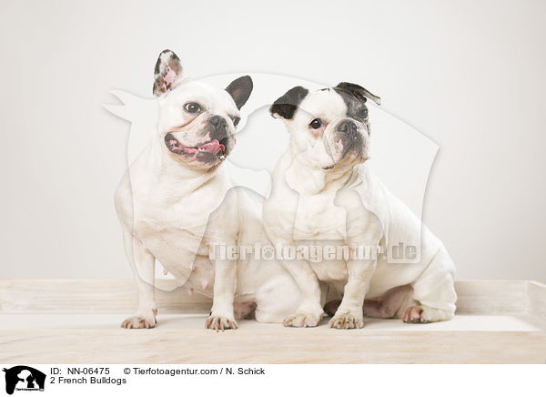 2 Franzsische Bulldoggen / 2 French Bulldogs / NN-06475