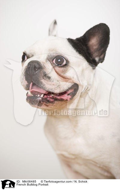 Franzsische Bulldogge Portrait / French Bulldog Portrait / NN-06485