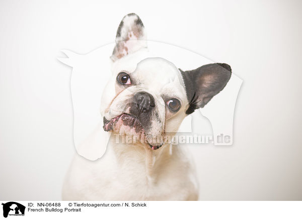 Franzsische Bulldogge Portrait / French Bulldog Portrait / NN-06488