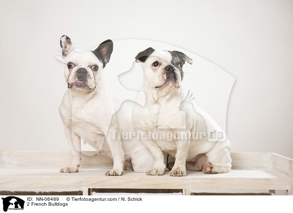 2 Franzsische Bulldoggen / 2 French Bulldogs / NN-06489