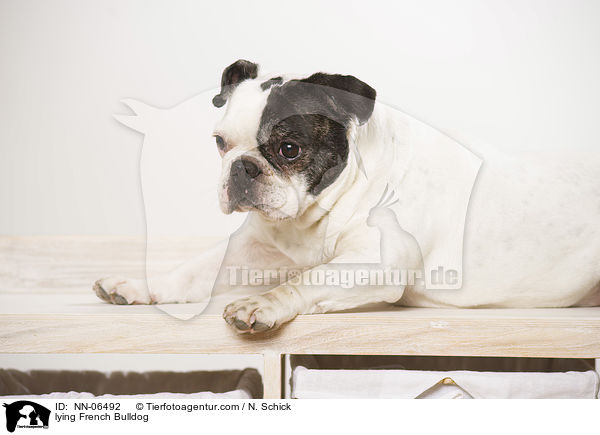 liegende Franzsische Bulldogge / lying French Bulldog / NN-06492