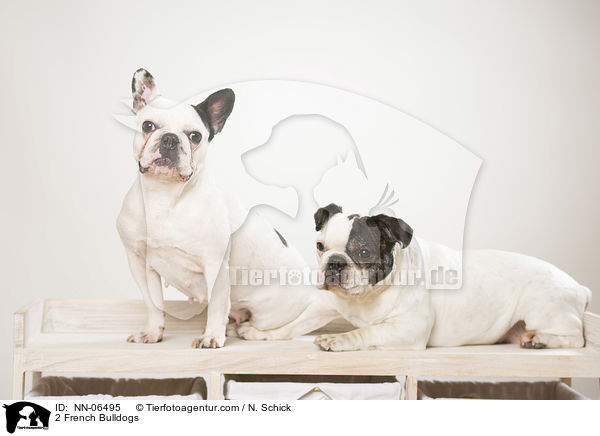 2 Franzsische Bulldoggen / 2 French Bulldogs / NN-06495