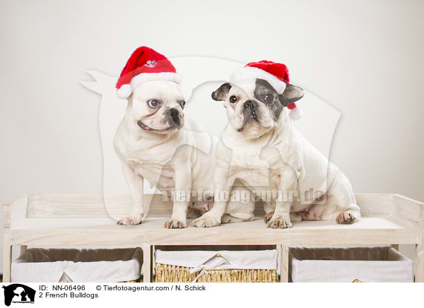 2 Franzsische Bulldoggen / 2 French Bulldogs / NN-06496