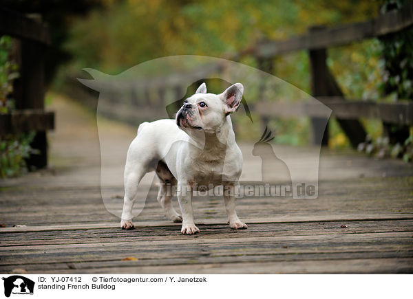 stehende Franzsische Bulldogge / standing French Bulldog / YJ-07412