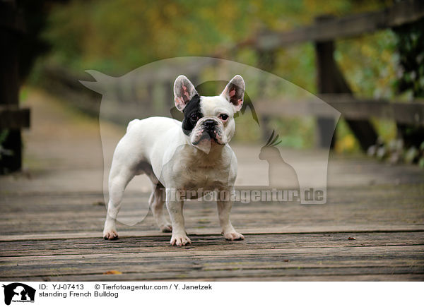 stehende Franzsische Bulldogge / standing French Bulldog / YJ-07413