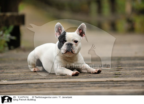 liegende Franzsische Bulldogge / lying French Bulldog / YJ-07414