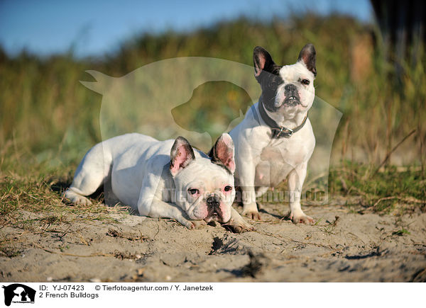 2 Franzsische Bulldoggen / 2 French Bulldogs / YJ-07423