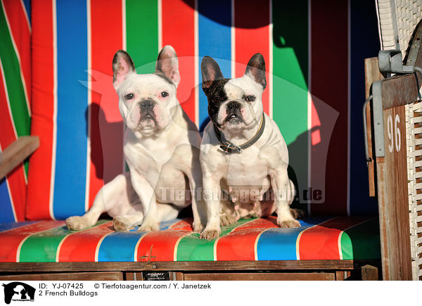 2 Franzsische Bulldoggen / 2 French Bulldogs / YJ-07425