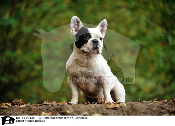 sitzende Franzsische Bulldogge / sitting French Bulldog / YJ-07438