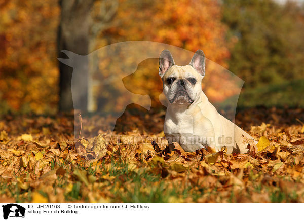 sitzende Franzsische Bulldogge / sitting French Bulldog / JH-20163
