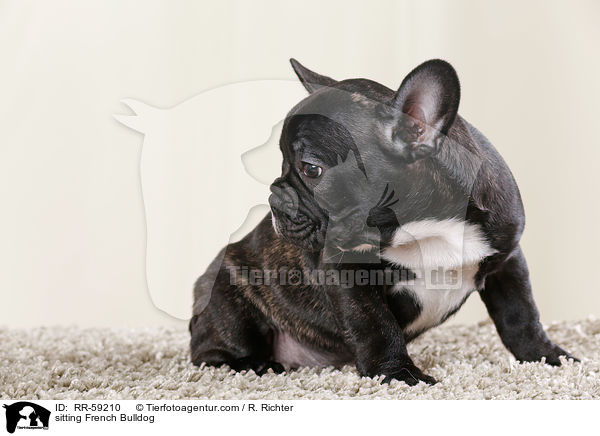 sitzender Franzsische Bulldogge / sitting French Bulldog / RR-59210