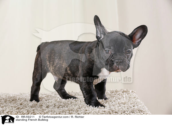 stehender Franzsische Bulldogge / standing French Bulldog / RR-59211